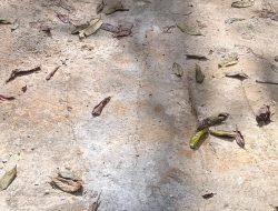 Miris, Baru Seminggu Dibangun Jalan Rabat Beton Cikaratuan Retak, Begini kata TPK dan Sekmat Cigemblong