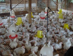 Peternakan Ayam Diduga Cemari Lingkungan di Kampung Cidikit, Sobang – Jarak Kandang Terlalu Dekat dengan Pemukiman
