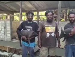 Bantuan Ternak Babi dari Presiden Prabowo Sentuh Kehidupan Adat Papua