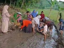 VIRAL! Jalan Poros Desa Intan Jaya Jadi Sawah Dadakan, Warga Tanam Pisang Sebagai Teguran Keras Untuk Pemerintah