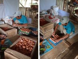 Program Katapang Fokus Ternak Ayam Berhasil Di Kecamatan Cibeber, Desa Mekarsari Mulai Panen