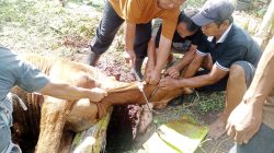 Warga Dusun Way Apus Gelar Qurban 4 Sapi dan 6 Kambing, Wujud Kebersamaan di Hari Raya Idul Adha 1447 H