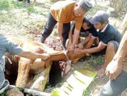 Warga Dusun Way Apus Gelar Qurban 4 Sapi dan 6 Kambing, Wujud Kebersamaan di Hari Raya Idul Adha 1447 H