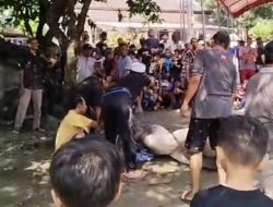 Idul Adha 1447 Hijriah Di Masjid Al-Ikhlas Rw 09 Melaksanakan Pemotongan Hewan Kurban 3 Ekor sapi 14 kambing