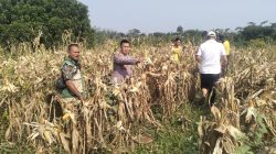 Polsek Curugbitung Panen Jagung, Wujud Nyata Dukungan Ketahanan Pangan Nasional