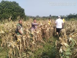 Polsek Curugbitung Panen Jagung, Wujud Nyata Dukungan Ketahanan Pangan Nasional
